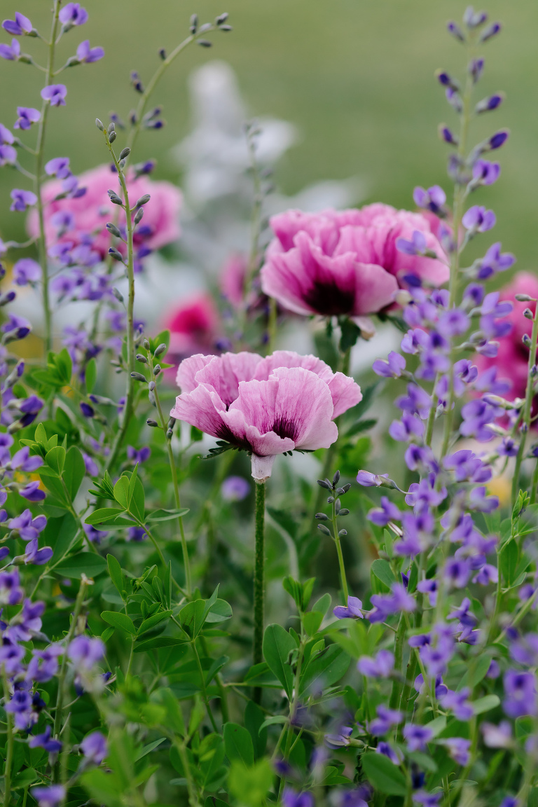 Pink and purple flowers at a Denver Botanic Gardens microwedding