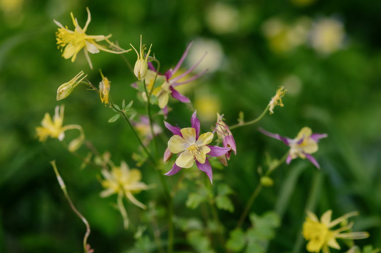 Columbine flowers at Denver Botanic Gardens microweddinga