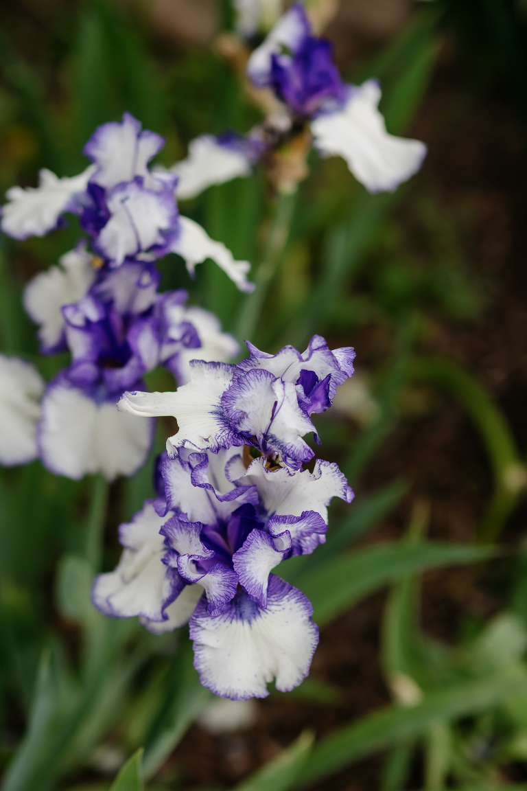 Purple and white flowers at Denver Botanic Gardens wedding